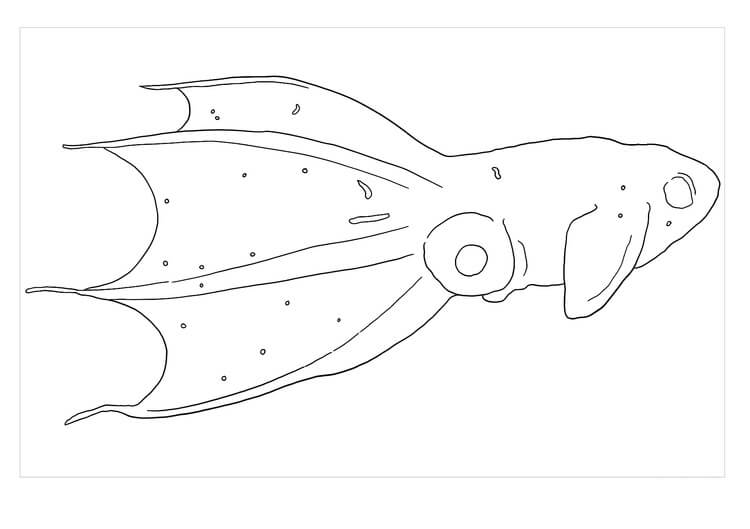 Dibujo de Calamar Imprimible para Colorear y Imprimir