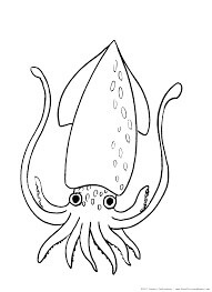 Dibujo de Calamar Normal para Colorear y Imprimir
