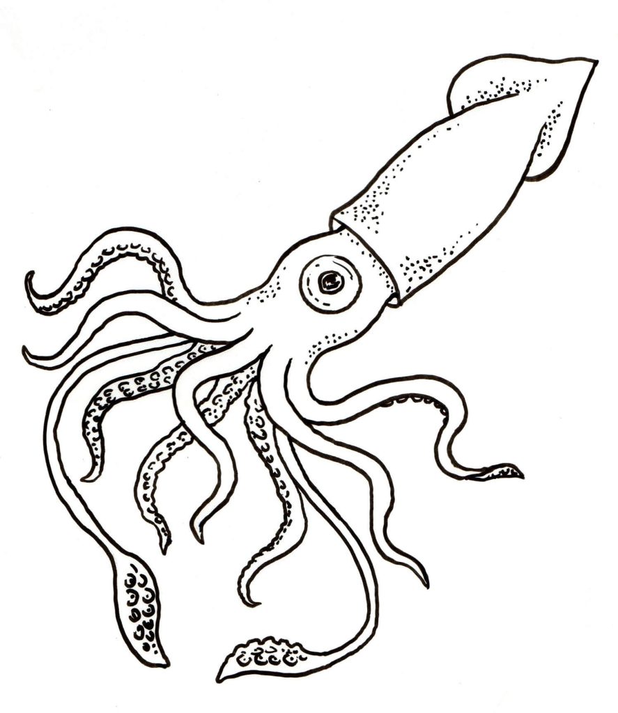 Dibujo de Gran Calamar para Colorear y Imprimir