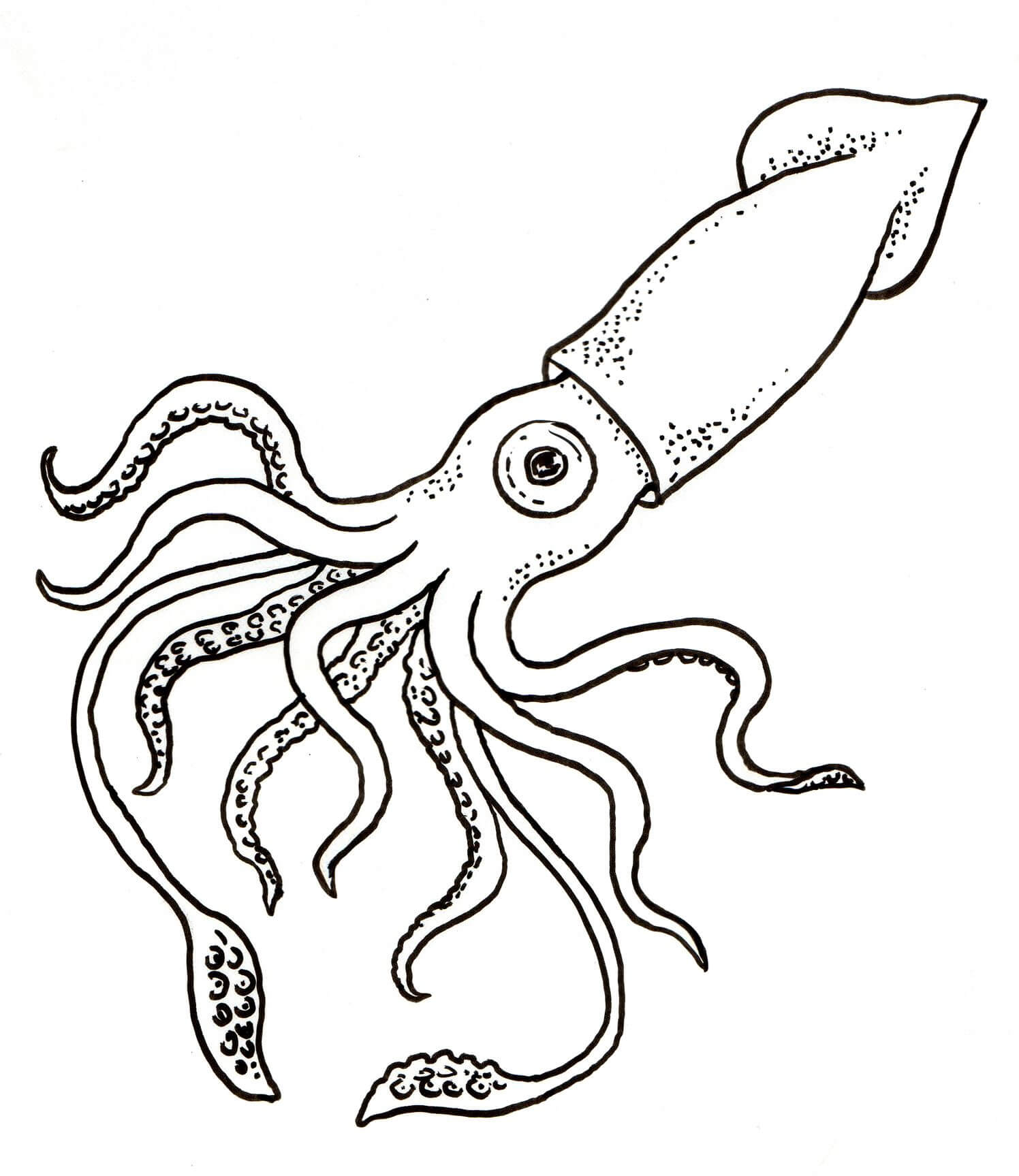 Dibujo de Gran Calamar para Colorear y Imprimir