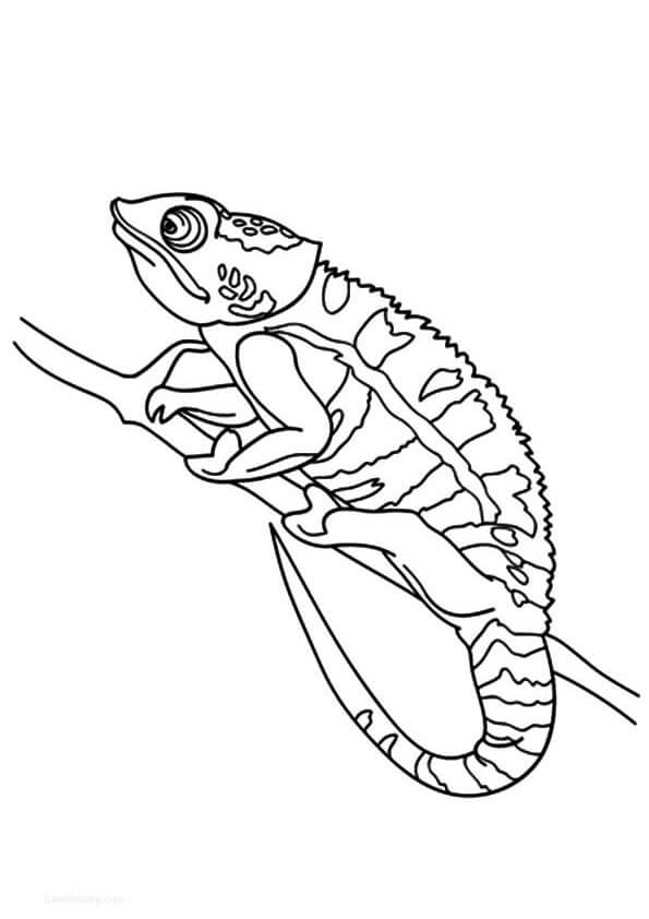 Dibujo de Camaleón Agradable para Colorear y Imprimir