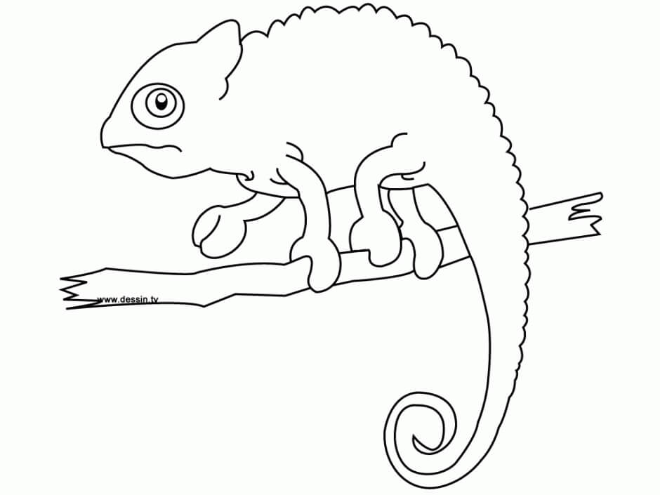 Dibujo de Camaleón Posición En Rama Árbol para Colorear y Imprimir