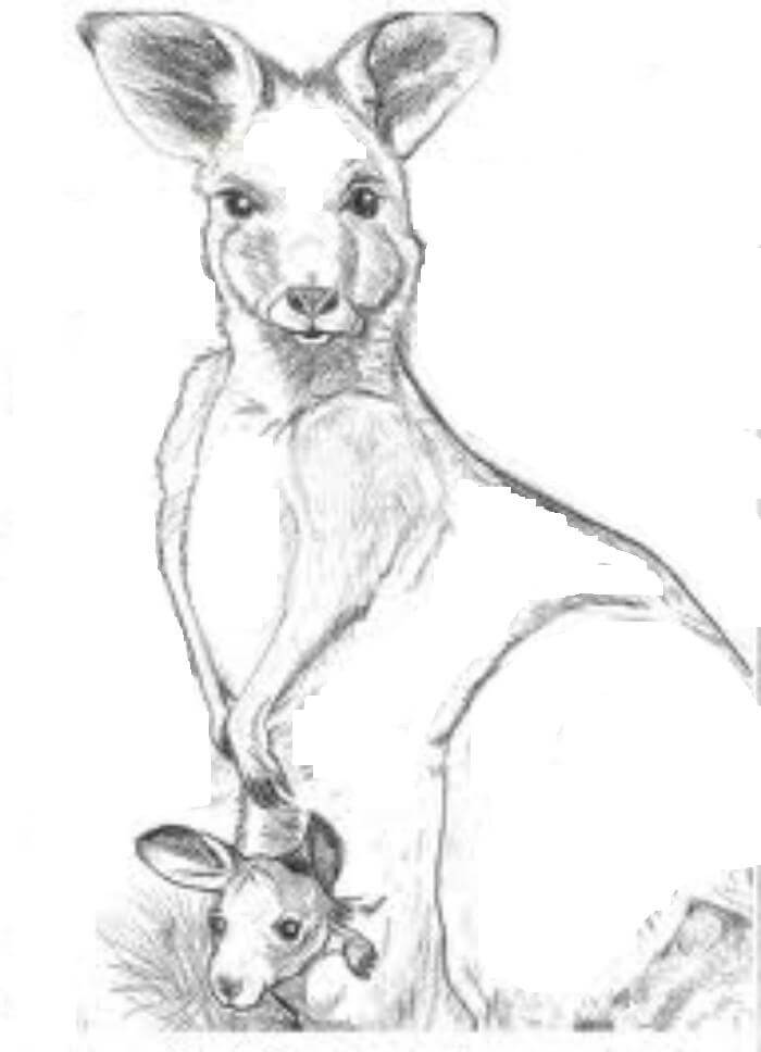 Dibujo de Dibujo de Madre y Bebé Canguro para Colorear y Imprimir