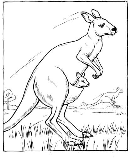 dibujo tres canguros en australia para imprimir y colorear