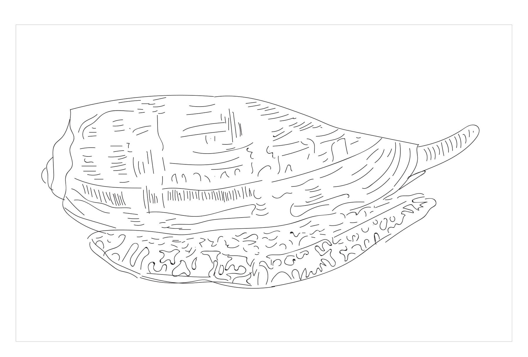 Dibujo de Caracol Conico para Colorear y Imprimir