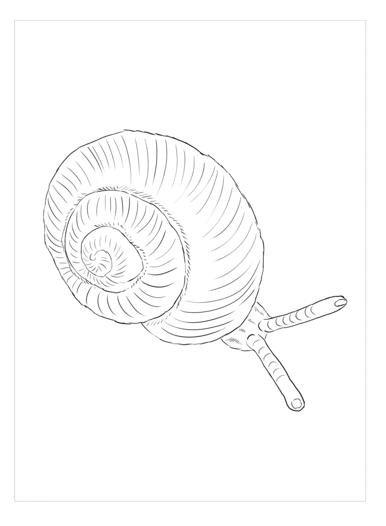 Dibujo de Caracol Punto para Colorear y Imprimir