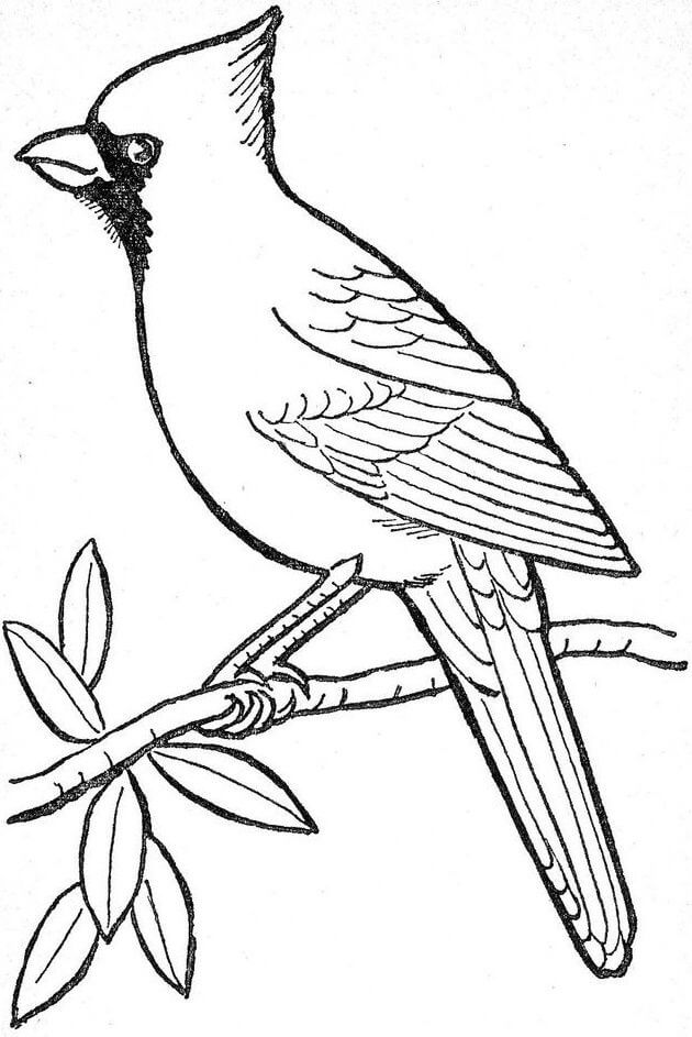 dibujo a mano cardenal para imprimir y colorear