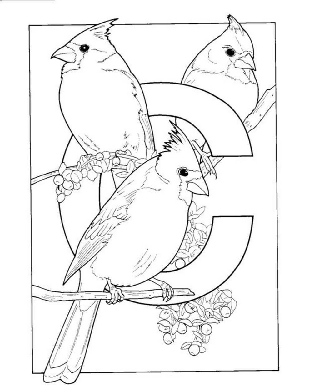 dibujo alfabeto c es para pajaros cardenales para imprimir y colorear
