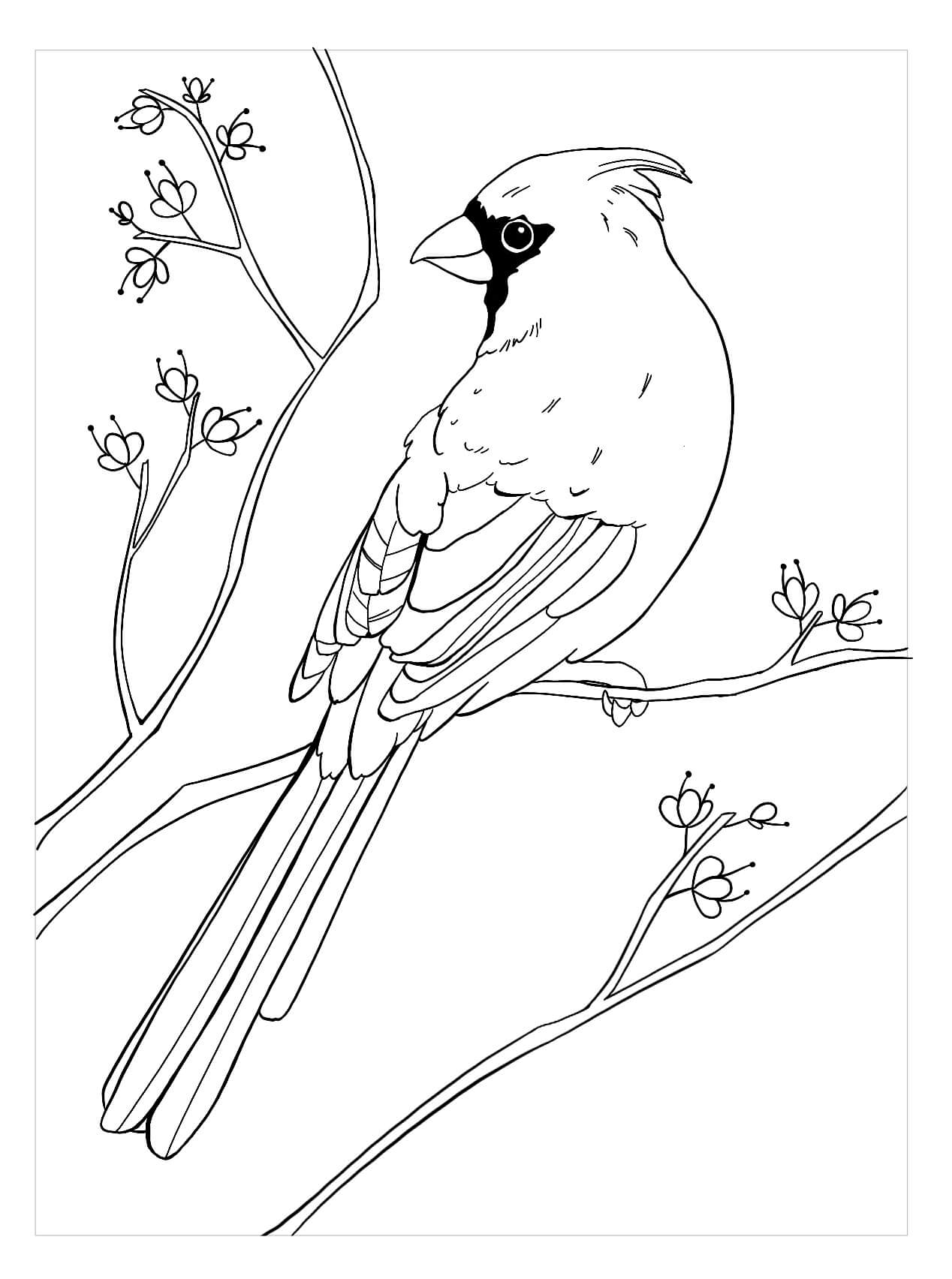 dibujo cardenal agradable para imprimir y colorear