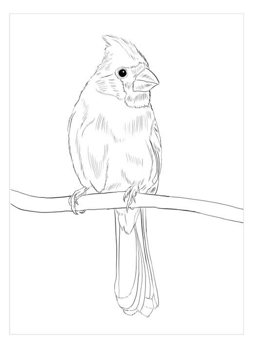 dibujo cardenal amarillo para imprimir y colorear
