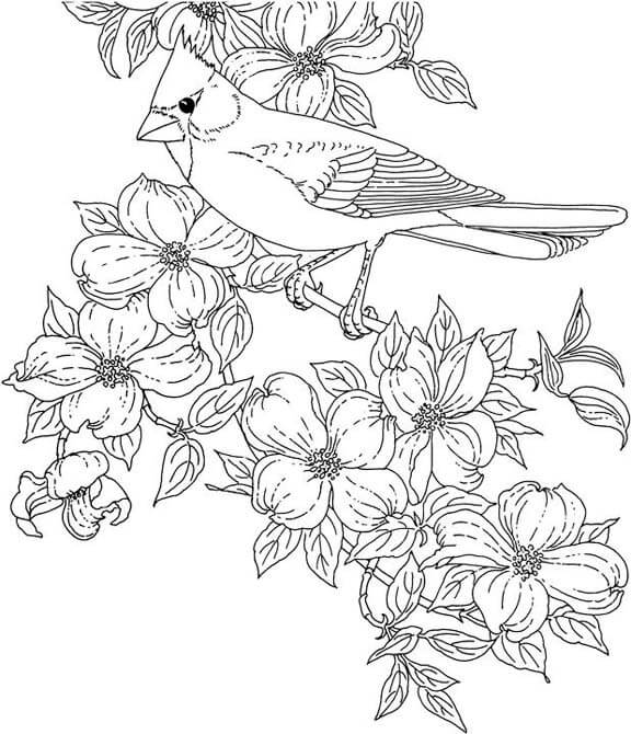 dibujo cardenal de virginia occidental para imprimir y colorear