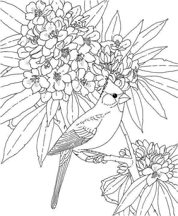 dibujo cardenal de virginia para imprimir y colorear