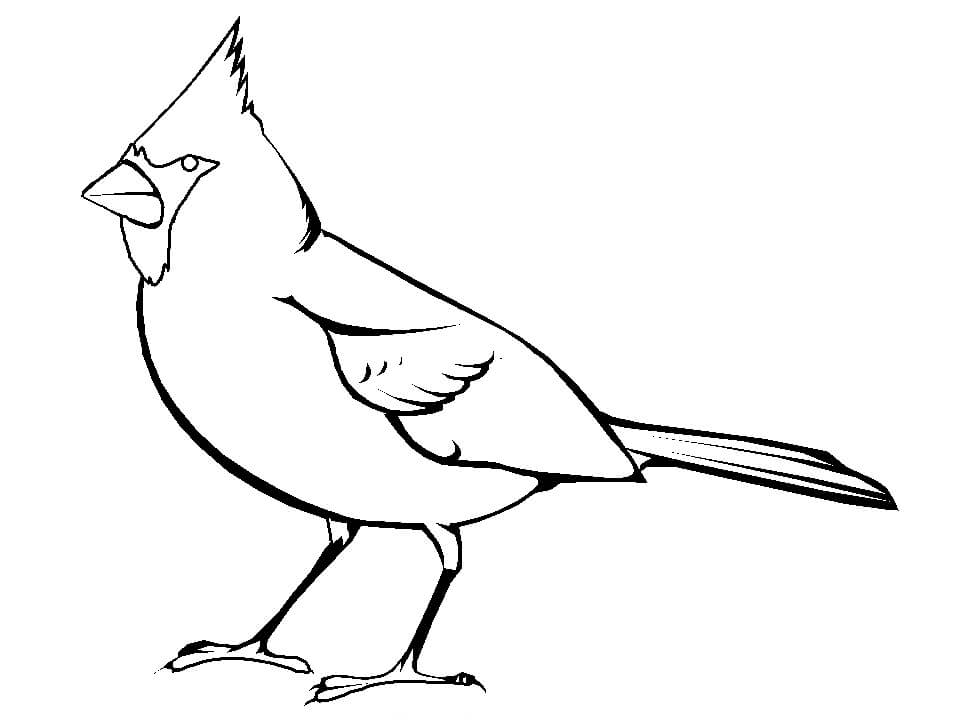 dibujo cardenal impresionante para imprimir y colorear