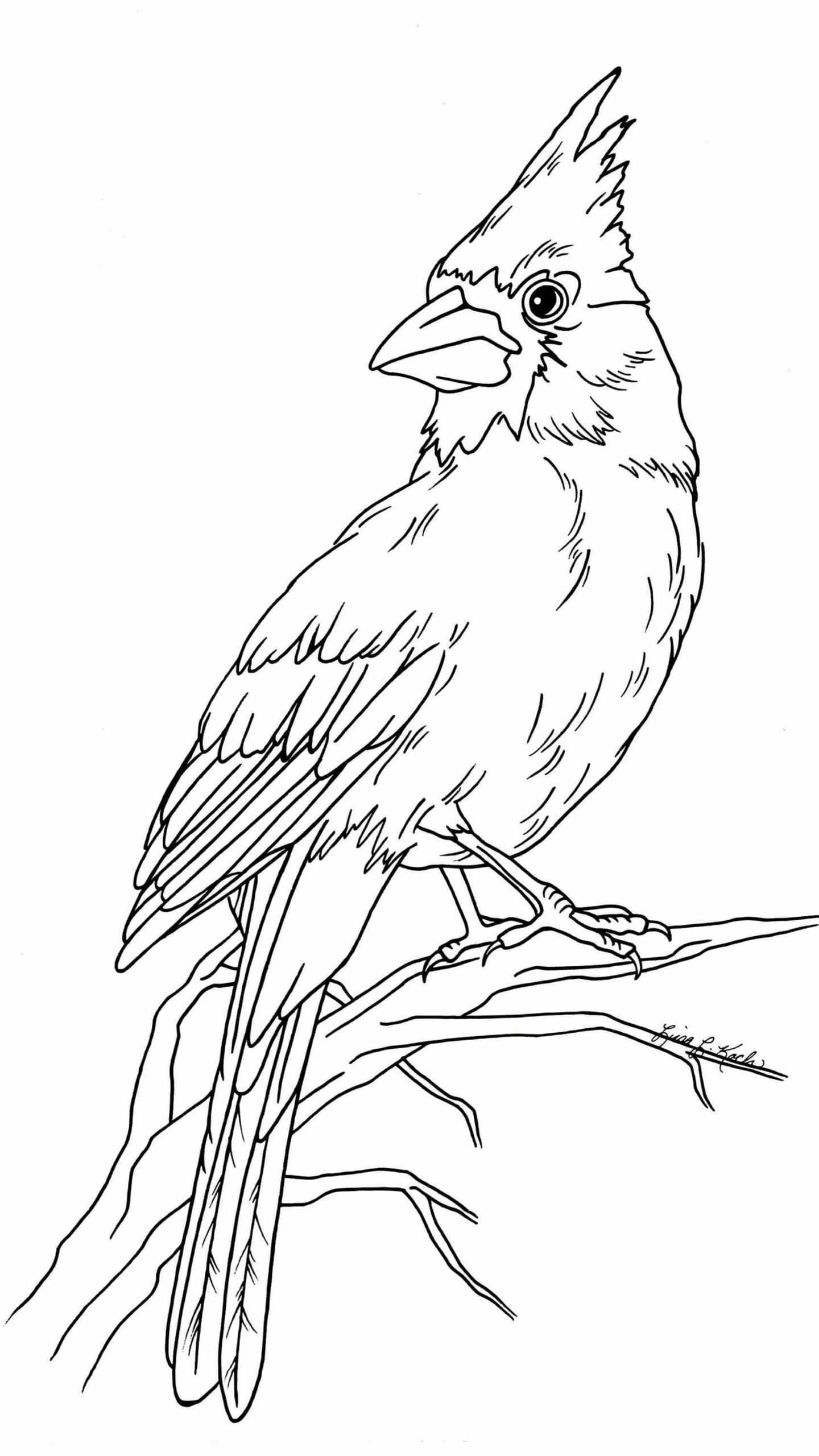 dibujo cardenal imprimible para imprimir y colorear
