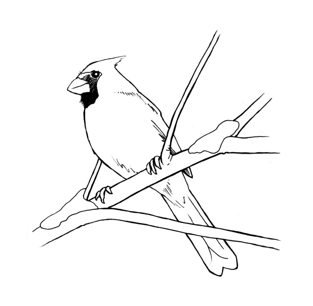Dibujo Cardenal Increible Para Imprimir Y Colorear