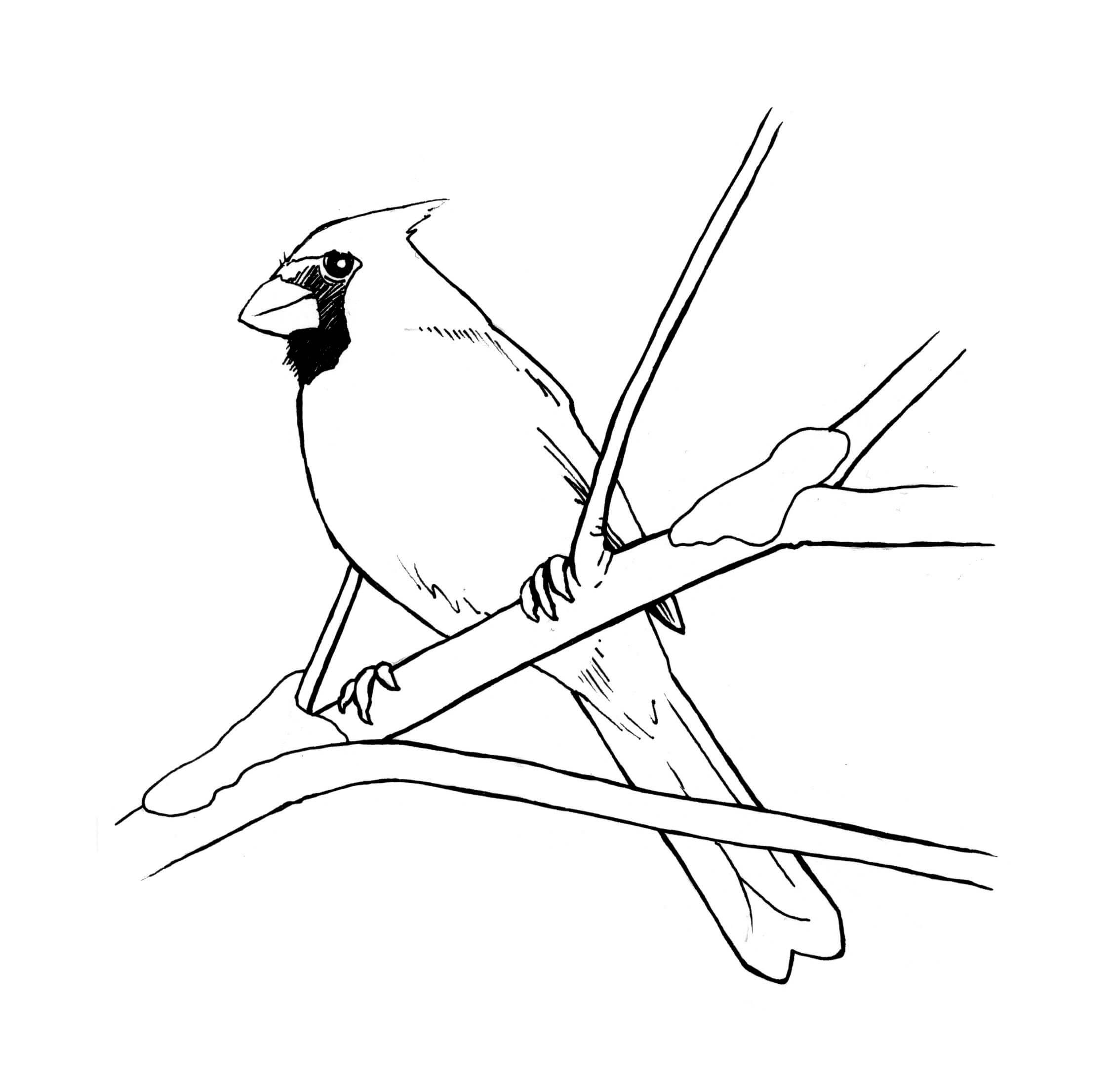 dibujo cardenal increible para imprimir y colorear