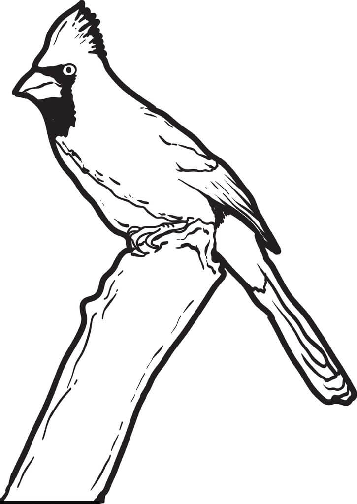 dibujo cardenal normal para imprimir y colorear