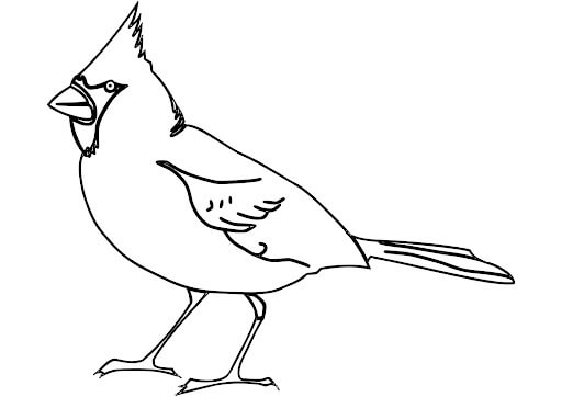 dibujo cardenal norteno para imprimir y colorear