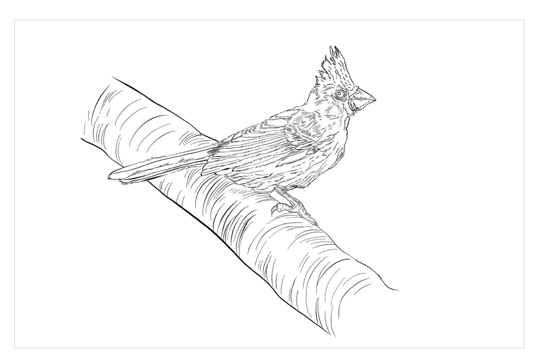 dibujo cardenal rojo con acebo para imprimir y colorear