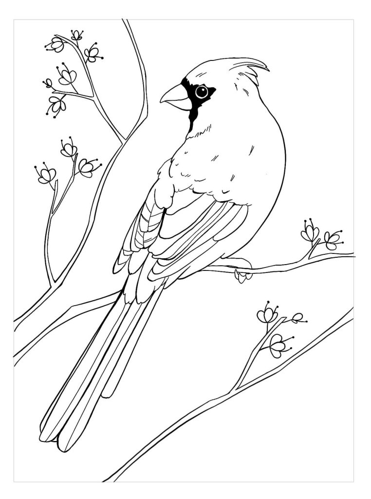 Dibujo de Cardenal Agradable para Colorear y Imprimir