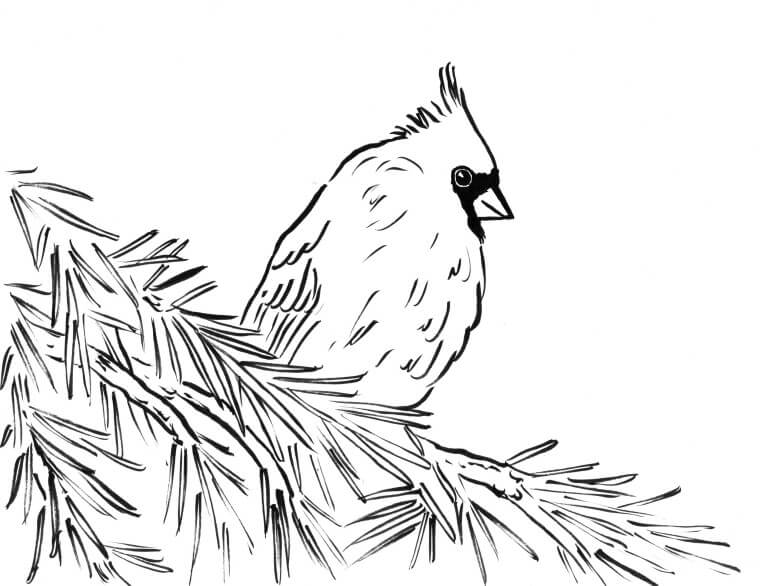 Dibujo de Cardenal Simple para Colorear y Imprimir