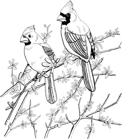 dibujo dos cardenal en rama arbol para imprimir y colorear