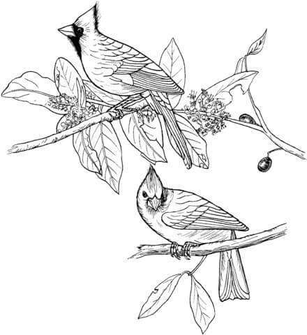 dibujo dos cardenales rojos para imprimir y colorear