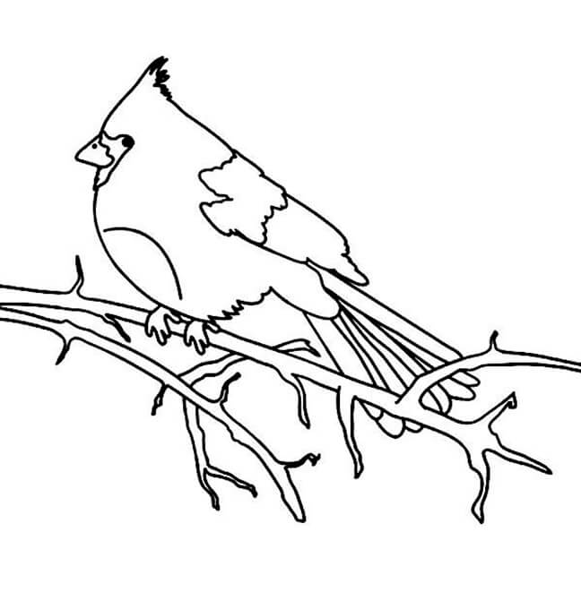 dibujo dulce cardenal para imprimir y colorear