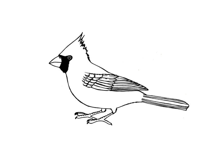 dibujo gran cardenal para imprimir y colorear