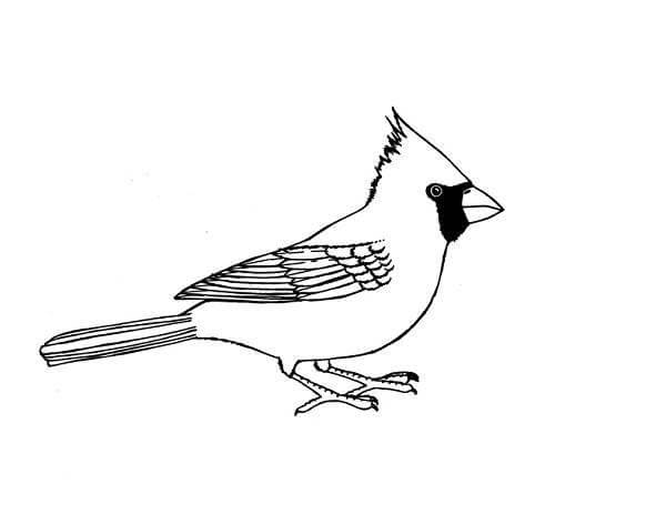 dibujo imagen de pajaro cardenal para imprimir y colorear