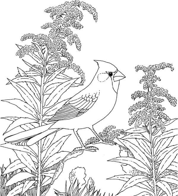 dibujo pajaro cardenal norteno para imprimir y colorear