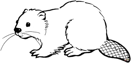 dibujo castor basico para imprimir y colorear