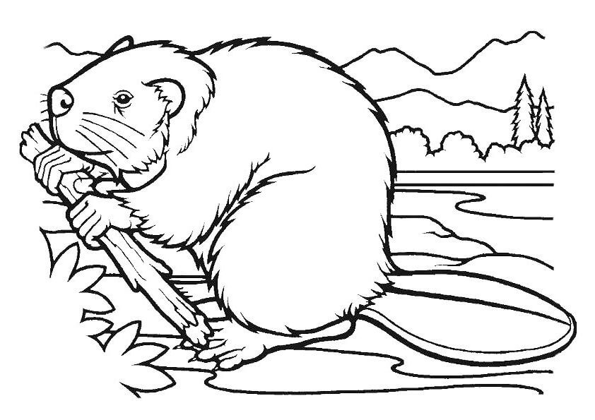 dibujo castor come un tronco para imprimir y colorear