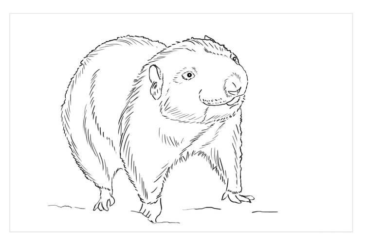 dibujo castor de montana para imprimir y colorear