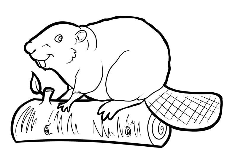 dibujo castor en palo de madera para imprimir y colorear