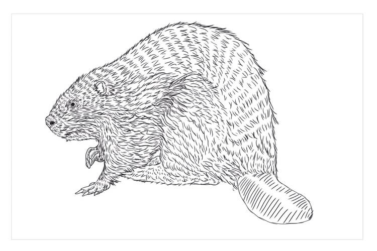 dibujo castor euroasiatico para imprimir y colorear