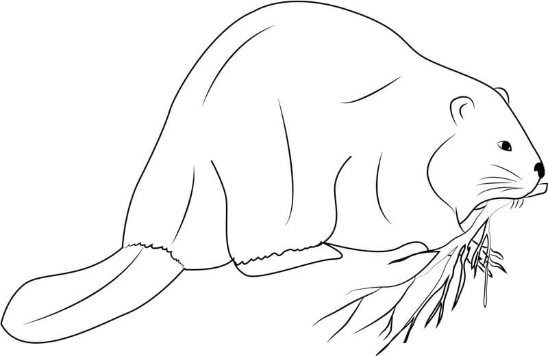 dibujo castor gigante para imprimir y colorear