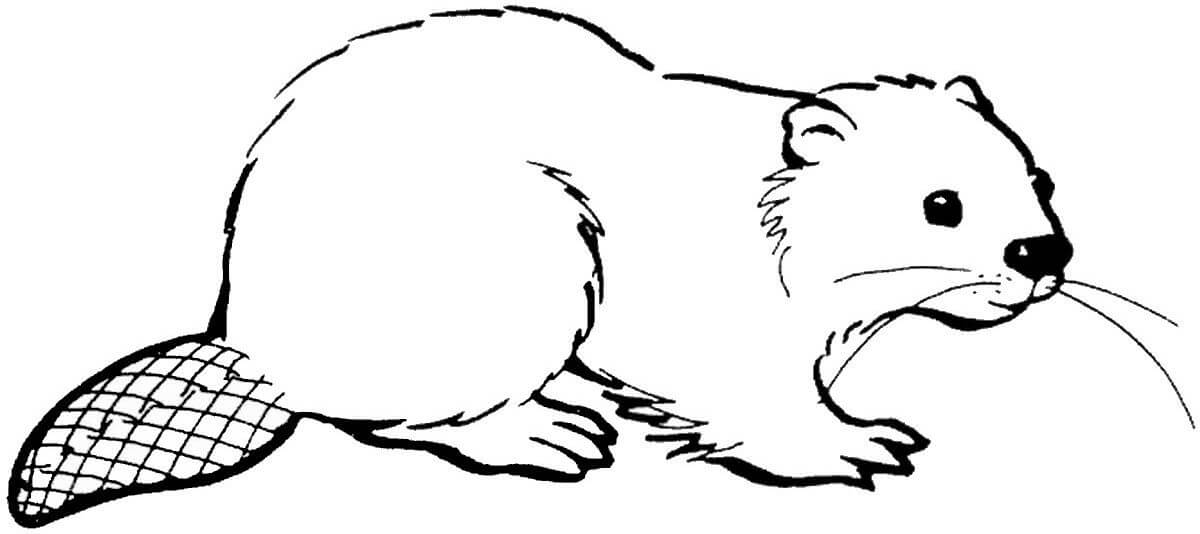 dibujo castor normal para imprimir y colorear