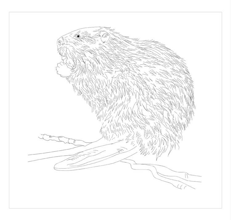 dibujo castor norteamericano para imprimir y colorear
