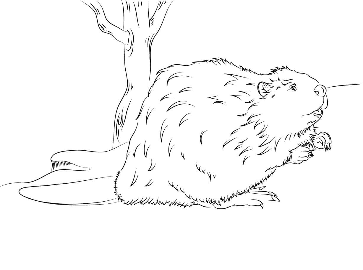 dibujo castor perfecto para imprimir y colorear