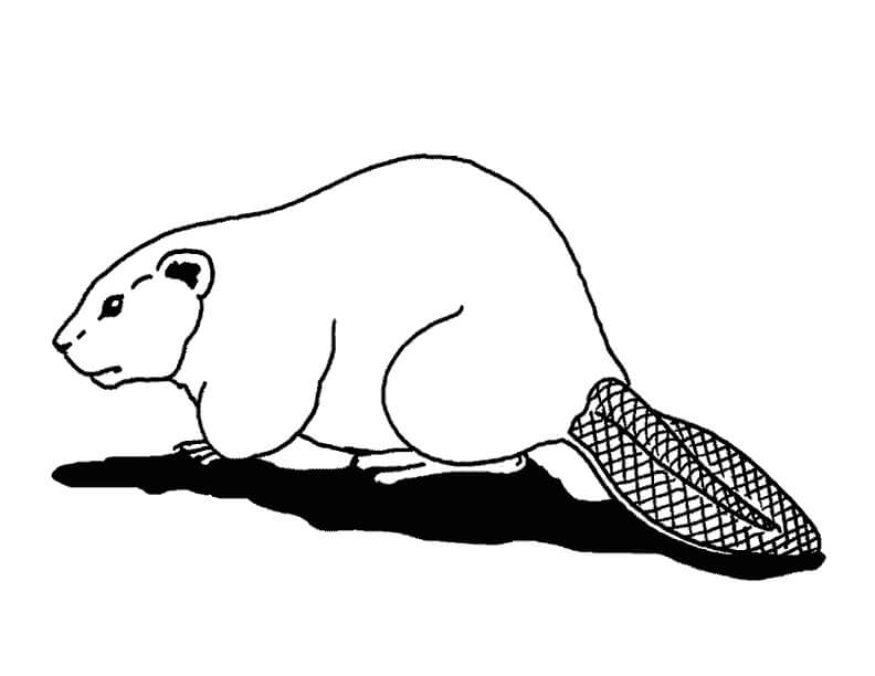 dibujo castor simple para imprimir y colorear