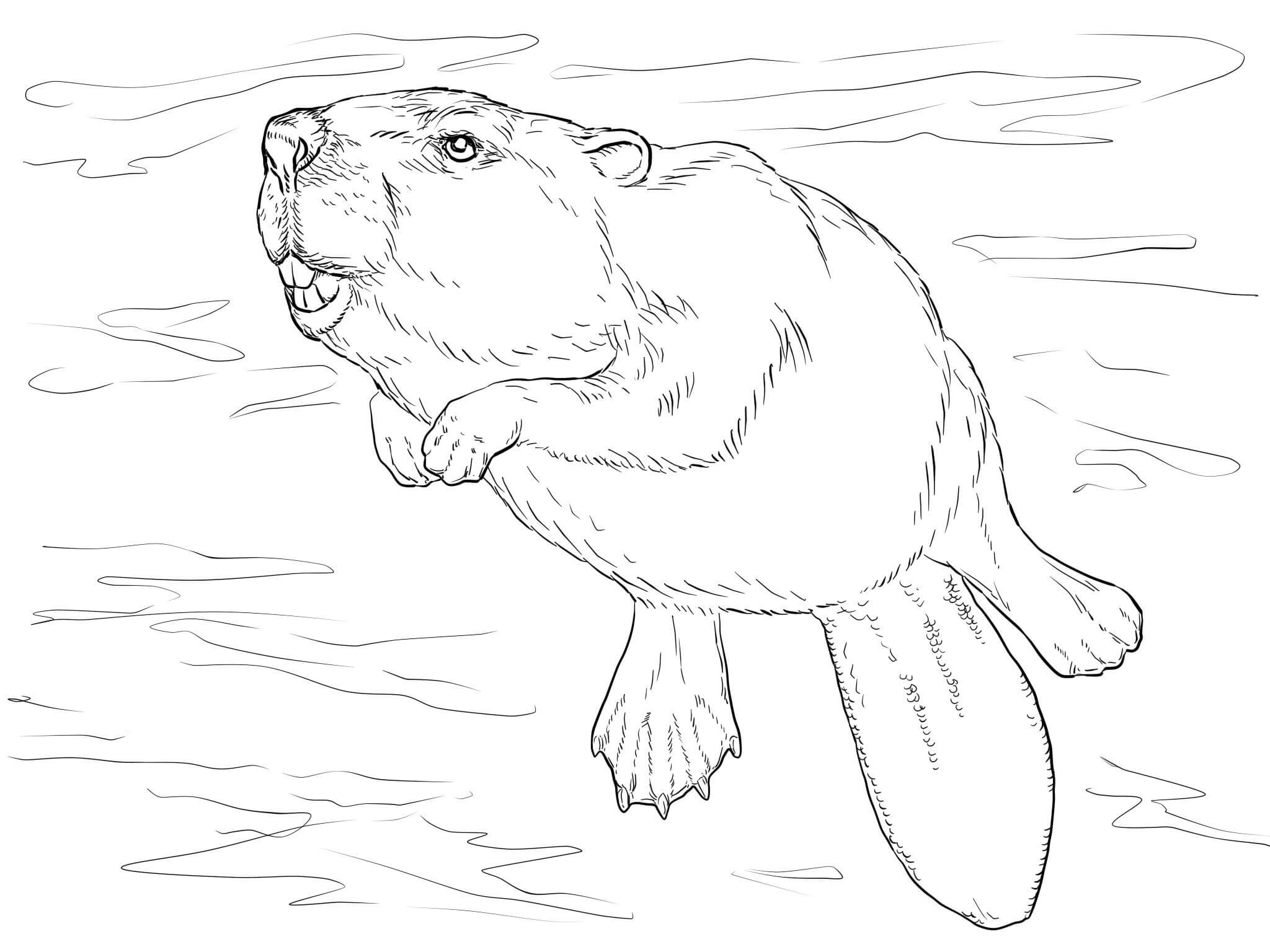 Dibujo de Castor Nadador para Colorear y Imprimir