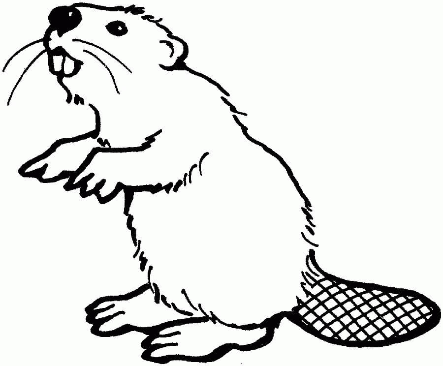 Dibujo de Dibujo de Castor para Colorear y Imprimir