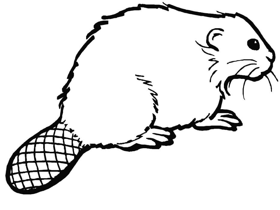 dibujo gran castor para imprimir y colorear
