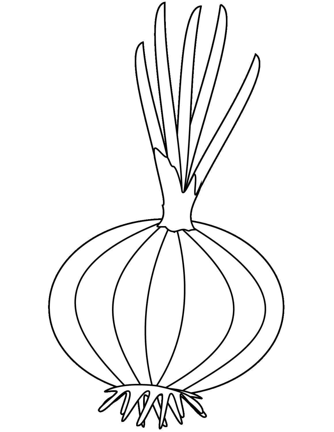 dibujo basico una cebolla y media cebolla para colorear