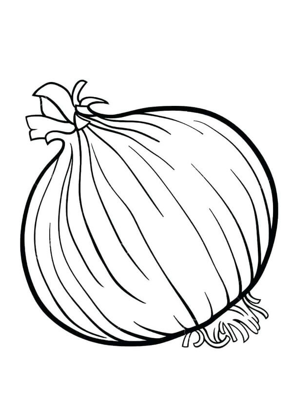 dibujo cebolla basica para colorear