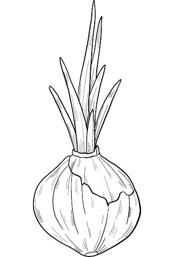 dibujo cebolla germinada para colorear