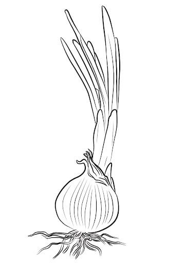 dibujo cebolla imprimible para colorear
