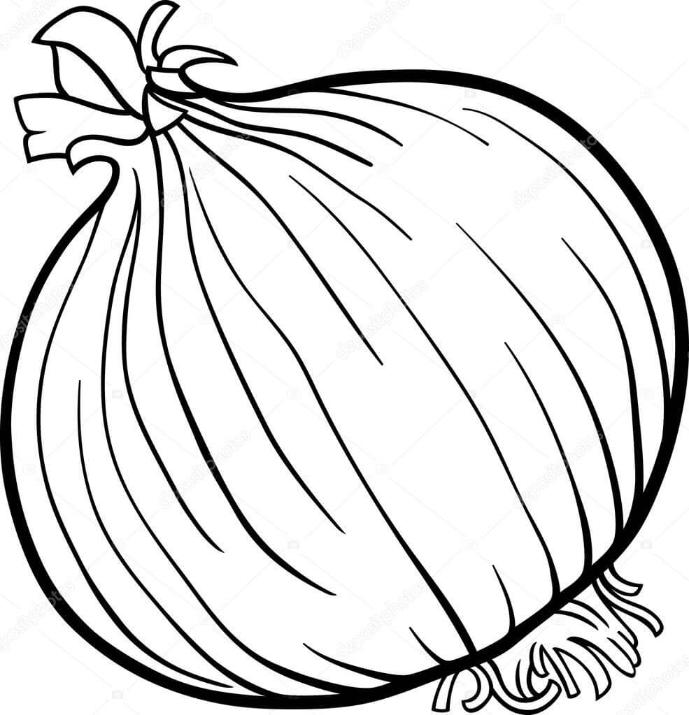 dibujo cebolla normal para colorear