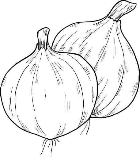 dibujo dos cebollas basicas para colorear